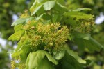 The small green flowers of Field Maple