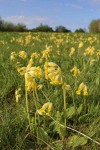 We have a magnificant crop of Cowslips_26-04-2015